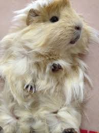 Are you looking for guinea pigs price in pune? Texel Guinea Pig Dog Kennel