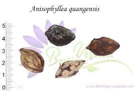 Image result for Anisophyllea quangensis