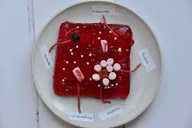 We did not find results for: Cell Biology For Kids Animal Cell Model Science Experiments For Kids