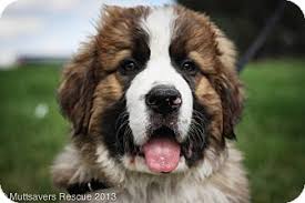 She loves to cuddle with every member of he foster family, loves walks, and is good on leash. Broomfield Co St Bernard Meet Bear A Pet For Adoption