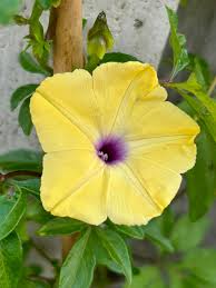 Image result for Ipomoea tuberculata