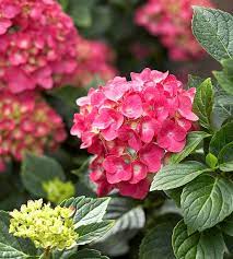 How To Choose And Care For The Most Colorful Hydrangeas Growing Hydrangeas Hydrangea Plants