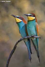 وروار أروبي colorful birds birds bird