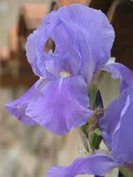 Lilac Iris Flower Country Cottage Garden Bulbs Spring Summer Purple And Pastel Colour Schemes Alwa Shade Garden Plants Iris Flowers Country Cottage Garden