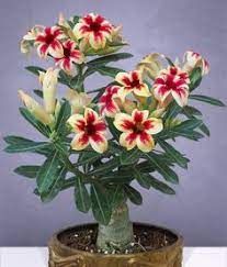 We did not find results for: Las Mejores 10 Ideas De Planta Rosa Del Desierto Rosa Del Desierto Planta Rosa Del Desierto Flores Exoticas