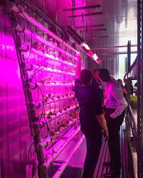 A Modified Half A Frame Nft System Faces The Three Tiered Lettuce System Utilizing The Red Blue Leds As Grow Lig Hydroponics Plant Science Engineering Student