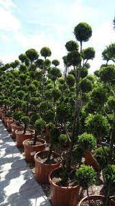 Shop thousands of topiary you'll love at wayfair. Cupressus Topiary Pom Pom Trees Leyland Topiary For Sale Uk