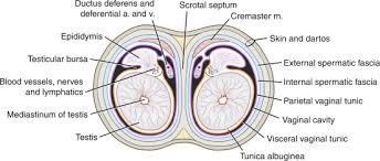 Image result for Scrotum