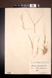 Image result for Sporobolus spicatus