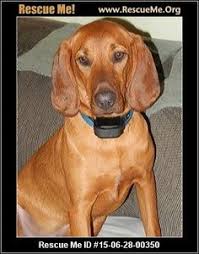 Black And Tan Coonhound Rescue Ohio Redbone Coonhound Rescue Ohio Coonhound Redbone Coonhound Rescue