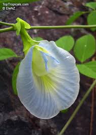 Image result for Clitoria