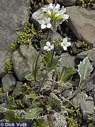 Image result for Arabis alpina