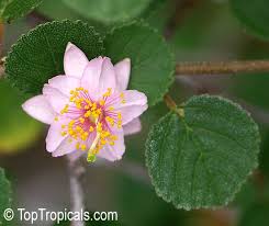 Image result for Grewia microthyrsa