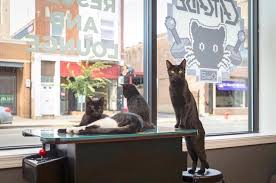 Lucky for chicago dwellers, quality coffee shops and cafes are not hard to come by. Adopt A Furrever Friend At A Cat Cafe In Chicago Urbanmatter