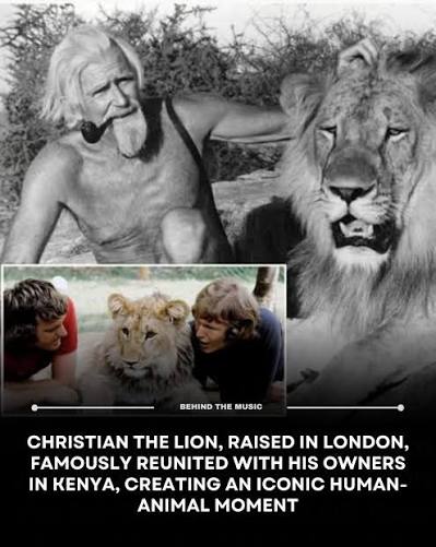 The Lion Who Remembered His London Caretakers Christian the lion's famous  reunion was real—and it became a worldwide sensation decades after it was  filmed. Australians John Rendall and Ace Bourke bought the