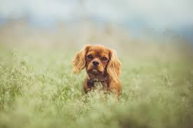 Below are some ideas for baby names that start with h based on data from the social security administration. Top 118 Cavalier King Charles Spaniel Names Of 2020 The Dog People By Rover Com