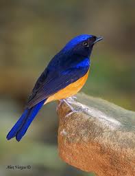 Black Bird With Bright Yellow Belly Mystery Bird Rufous Bellied Niltava Niltava Sundara Grrlscientist Beautiful Birds Colorful Birds Nature Birds