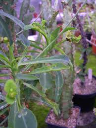 Image result for Euphorbia baylissii