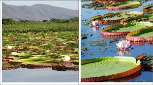 Image result for Syngonanthus welwitschii