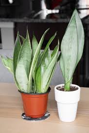 Snake plant propagation in water and soil by leaf cuttings (sansevieria). How To Take Care Of A Snake Plant Snake Plant Care Indoors
