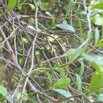 Image result for Secamone alpini