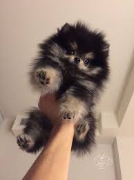 Sie können diese bilder auch in sozialen medien wie pinterest, instagram, facebook, twitter und sogar whatsapp teilen. Sat Va On Twitter Zwergspitz Susse Tiere Niedliche Hunde