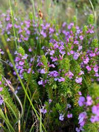 Image result for Muraltia