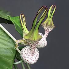 Image result for Ceropegia stenifolia