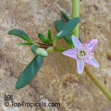 Image result for Sesuvium portulacastrum