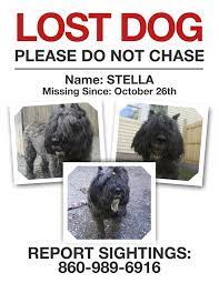 Lost Large Gray Dog Stella Connecticut Humane Society Losing A Dog Grey Dog Humane Society