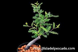Isla Del Pescado 多肉植物 塊根植物 Operculicarya Pachypus