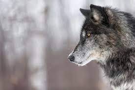 Black Phase Grey Wolf Canis Lupus Profile Copy Space Captive Animal Sponsored Wolf Canis Grey Black Phase Ad Grey Wolf Wolf Images Shadow Wolf