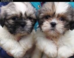 Screened to meet the highest standards. 63 Shih Tzu Puppies For Sale In Scotland L2sanpiero