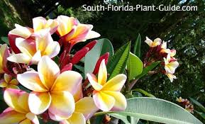 Tropical flowering trees are being used more and more in florida gardens. Frangipani Tree