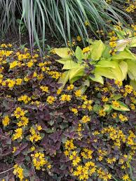 Image result for Lysimachia