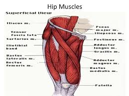 The hip is surrounded by thick muscles. Hip Muscles Mazyad Alotaibi Ppt Video Online Download