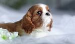 20 Cavalier King Charles Spaniel cross breeds - helloBARK!