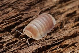 Image result for Pseudeminia comosa