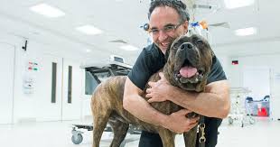 The day i speak to prof noel fitzpatrick, otherwise known as channel 4's supervet, it's gloriously sunny in dublin but raining in surrey, where his practice, fitzpatrick referrals, is located. Supervet Noel Fitzpatrick Broke His Neck In Horror Accident Before Getting Covid 19 Rsvp Live
