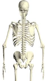 American heritage® dictionary of the english language, fifth edition. Bones Of The Back Bones By Region Skeletal System Anatomy Structural Systems Wellness Advocate Com