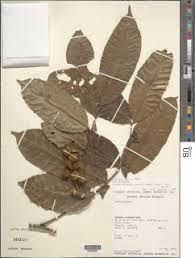 Image result for Lecaniodiscus