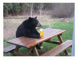 Bears Love Beer Cute Animals Black Bear Animals