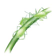 We did not find results for: How To Kill Aphids Organically Organic Gardening Mother Earth News