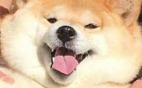 Shiba inus are a brownish orange and cream colored fur, while akitas tend to have a paler orange coat with bright white markings! Fluffy Shiba Inu Egg Tinkercad