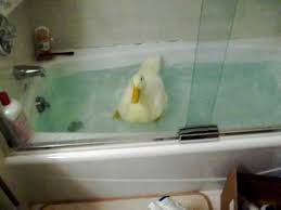 See more ideas about duck bathroom, rubber duck bathroom, rubber ducky. Pet Duck In The Bath Tub Youtube