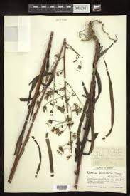 Image result for Lactuca lasiorhiza