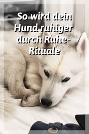 Natürlich schadet es nicht, wenn er ab und an auch einmal länger aktiv ist, wenn hunde aber dauerhaft zu wenig ruhe bekommen, reagieren sie wie kinder, die. Mit Diesen Einfach Ritualen Wird Dein Hund Ruhiger Hunde Hunde Korpersprache Hundespielplatz