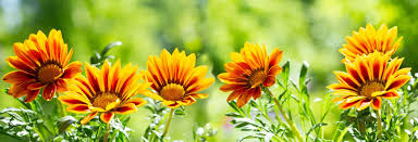 Jun 28, 2021 · having been here for six months now, here's 85 things you may want to know about immigrating to the uk, writes south african abroad dene botha: Gazania Treasure Flower Care Growing Tips Horticulture