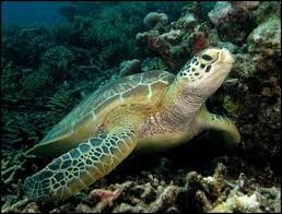  Gambar Binatang Laut Gambar Gambar Binatang Laut Binatang Gambar Gambar Kartun Binatang Laut Gambar Gambar Binatang Animals World Animal Protection Turtle