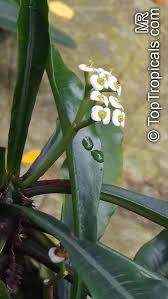 Image result for Euphorbia ramulosa